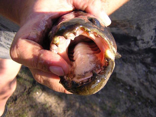 Hoplias malabaricus Venezuela